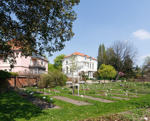 Botanischer Garten Braunschweig | Fotografie Sándor Kotyrba